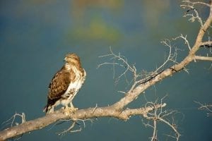 Faune