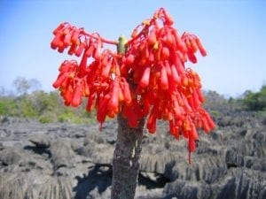 Tsingy de Manambolo