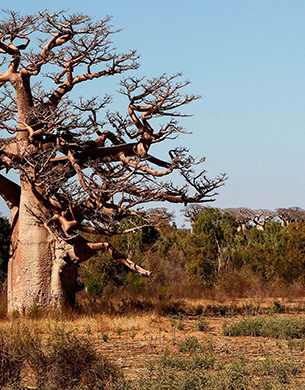 Madagascar