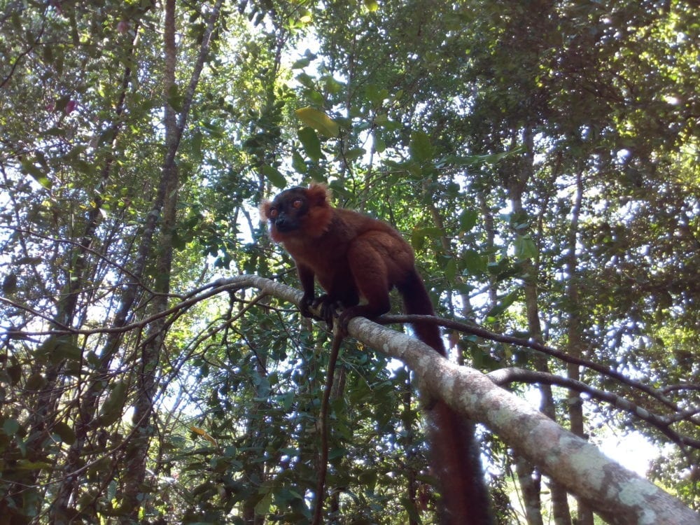 Faune