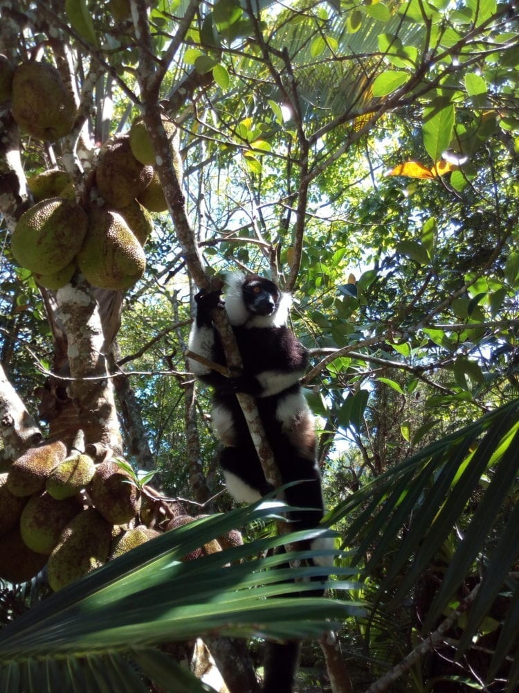Lemurs