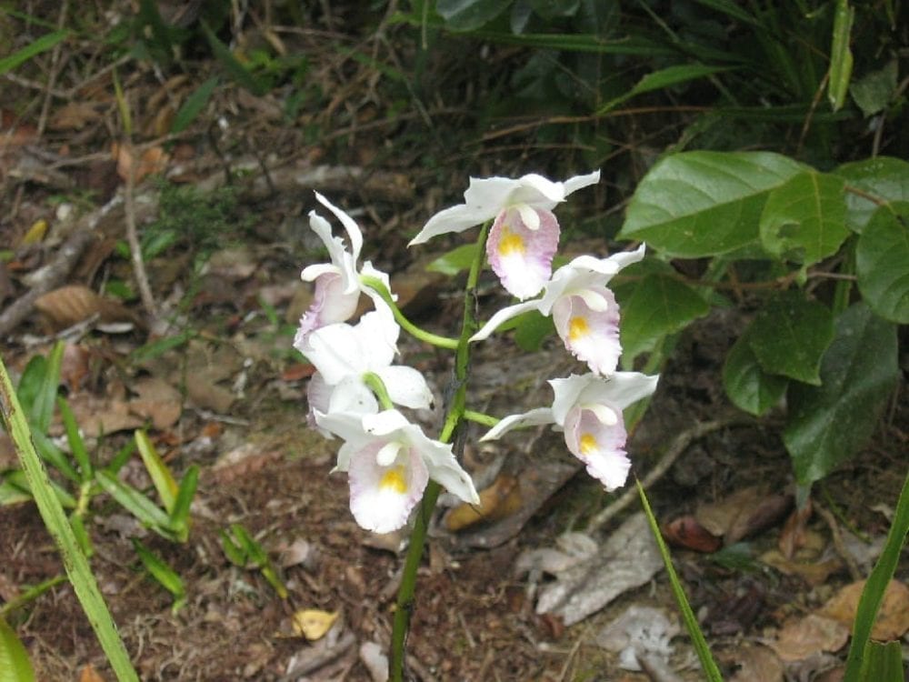 Orchidée