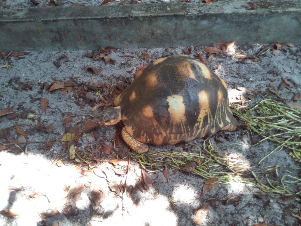 Tortue