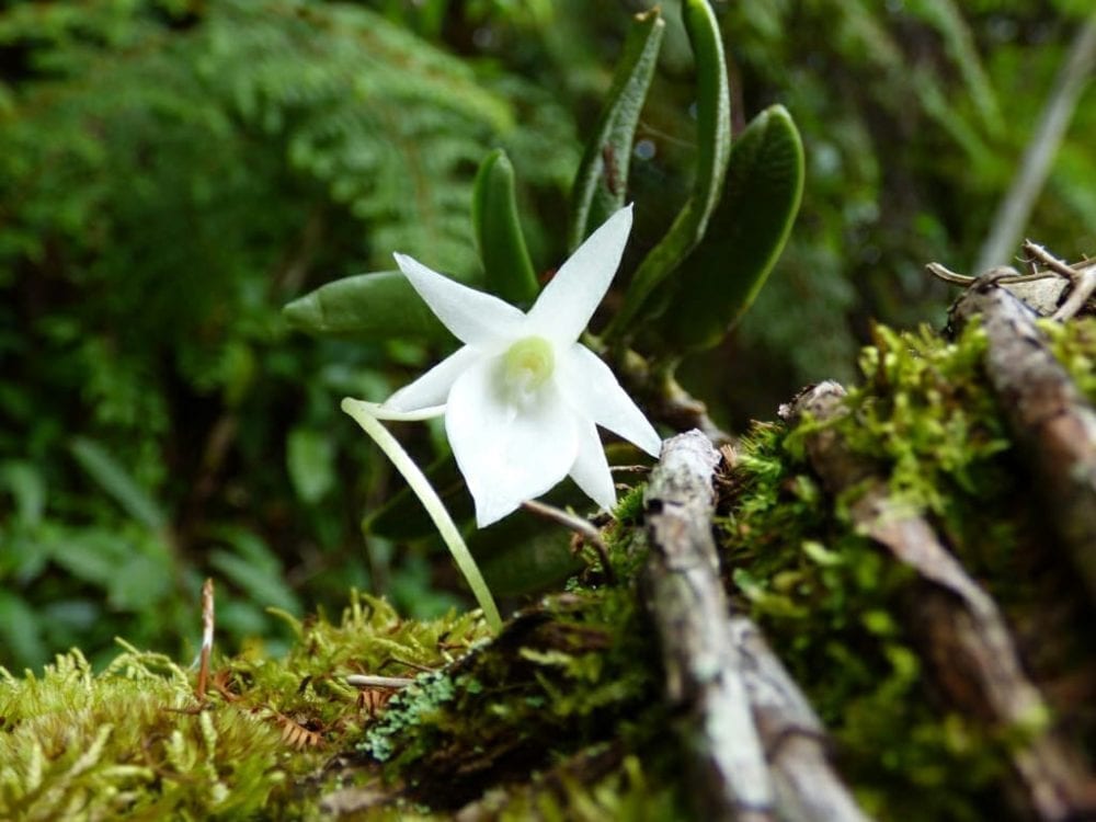Andasibe Flore